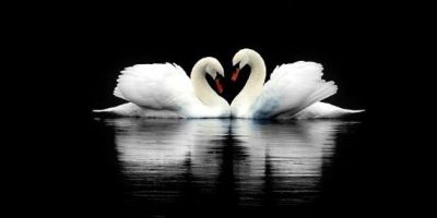 Cute_white_swans