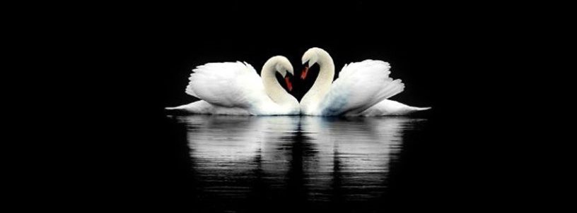 Cute_white_swans